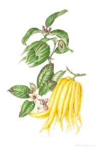 Buddha’s Hand, Citrus medica var. sarcodactylus, watercolor by Akiko Enokido, © 2011, all rights reserved.