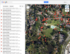 "Satellite" view of the Google map of the locations of Arboretum introductions.