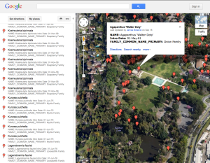 "Satellite" view of the Google map of the locations of Arboretum introductions with plant information.
