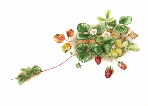 "Fragaria x ananassa 'Fragoo Pink'," Strawberry, watercolor by Mitsuko Schultz, © 2013, all rights reserved.