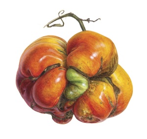 Solanum lycopersicum, Heirloom Tomato, Watercolor on paper, © Asuka Hishiki