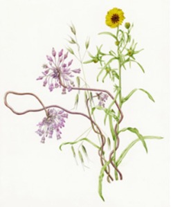 Dichelostemma volubile and Madia elegans. Watercolor © Joan Keesey, all rights reserved.