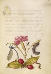 Damselfly, Carnation, Firebug, Caterpillar, Carnelian Cherry, an