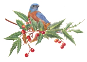 Nevin's Barberry with Bluebird, by Estelle DeRidder, © 2015, all rights reserved.