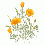 california-poppy-4x4_web