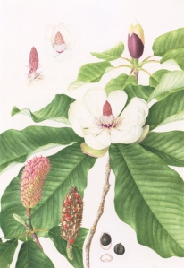 Magnolia obovata, watercolor on paper, © 2016, Mieko Konishi.