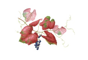 Roger's Red Grape, watercolor by Lee McCaffree, © 2017.
