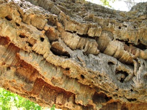 Cork oak trunk at San Diego Botanic Garden. Photo by Deb Shaw, © 2014.