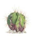 cactus_800