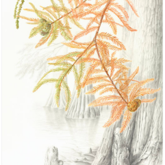 © 2017 Akiko Enokido Swamp-Cypress Taxodium distichum Watercolor and graphite on paper 22-3/4" x 16'