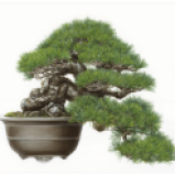 © 2015-2017 Asuka Hishiki Black Pine Half-cascade Style Bonsai Pinus nigra Oil on paper 28-1/4" x 36-1/2"