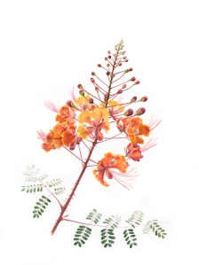 Caesalpinia pulcherrima, Melanie Campbell-Carter, © 2018. Image protected by Digimarc.