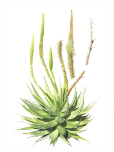 Aloe broomii hybrid, Melanie Campbell-Carter, © 2018. Image protected by Digimarc.