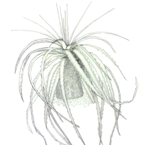 Hechtia argentea by Leslie Walker, © 2018. Partial image (cropped) of artwork, taken with an iPad.