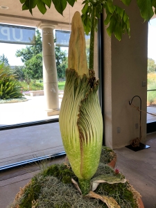 Li'l Stinky decided not to bloom after all, but provided a wonderful dissection opportunity! The Huntington team and the public got to see what's inside!