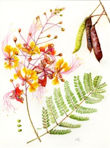 Caesalpinia pulcherrima 'Pride of Barbados' by Jude Wiesenfeld. Watercolor on Kelmscott Vellum, 9" X 12", Completed March 2018.