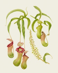 Nepenthes ventricosa Blanco, watercolor on paper, Kirsten Rindall. scalle 1:1, © 2017, all rights reserved.