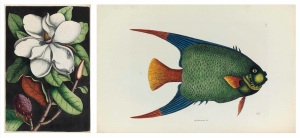 Images by Mark Catesby, one of the artists featured in the Josephine Michell Arader Natural History Print Collection.