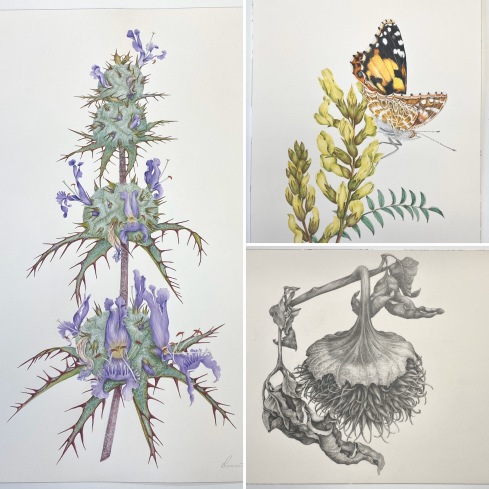 Donnett Vanek, © 2020, all rights reserved: California Thistle Sage; dry brush watercolor  Painted Lady & San Joaquin Milkvetch; dry brush watercolor  Dried Jimsonweed seed pod; graphite